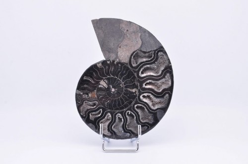 * AMONIT CLEONICERAS RZADKA SKAMIENIAŁOŚĆ CZARNY AMONIT PIĘKNY OKAZ NR 3 *