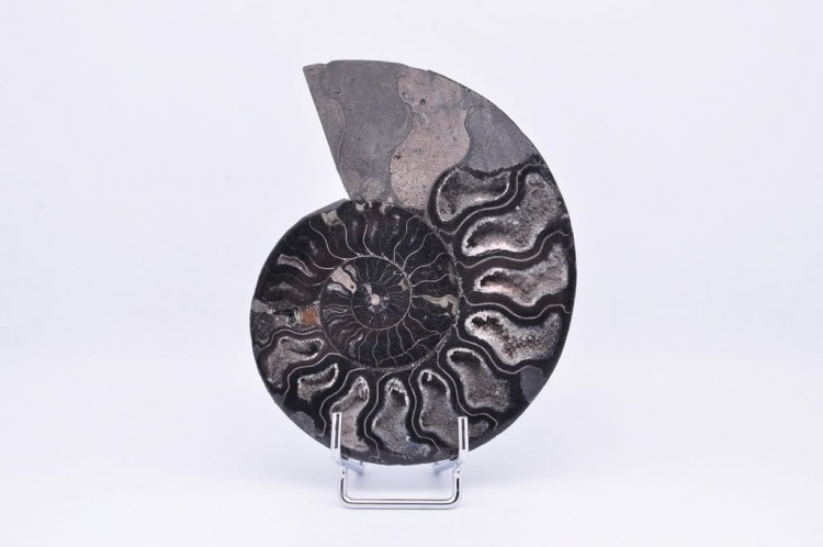 * AMONIT CLEONICERAS RZADKA SKAMIENIAŁOŚĆ CZARNY AMONIT PIĘKNY OKAZ NR 3 *