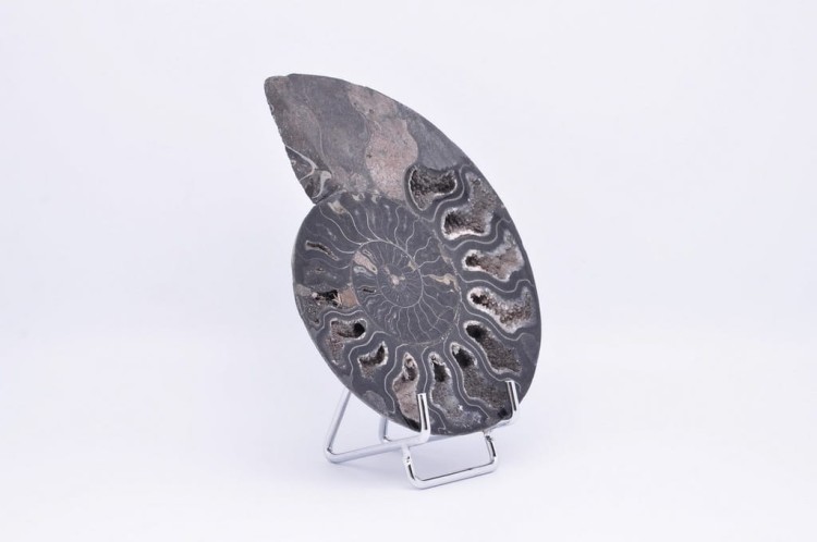 * AMONIT CLEONICERAS RZADKA SKAMIENIAŁOŚĆ CZARNY AMONIT PIĘKNY OKAZ NR 3 *