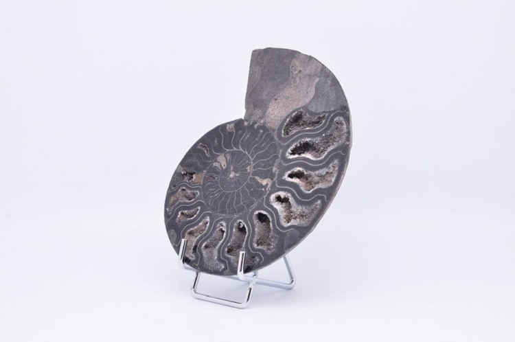 * AMONIT CLEONICERAS RZADKA SKAMIENIAŁOŚĆ CZARNY AMONIT PIĘKNY OKAZ NR 3 *