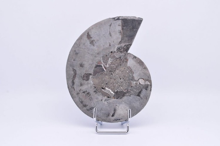 * AMONIT CLEONICERAS RZADKA SKAMIENIAŁOŚĆ CZARNY AMONIT PIĘKNY OKAZ NR 3 *