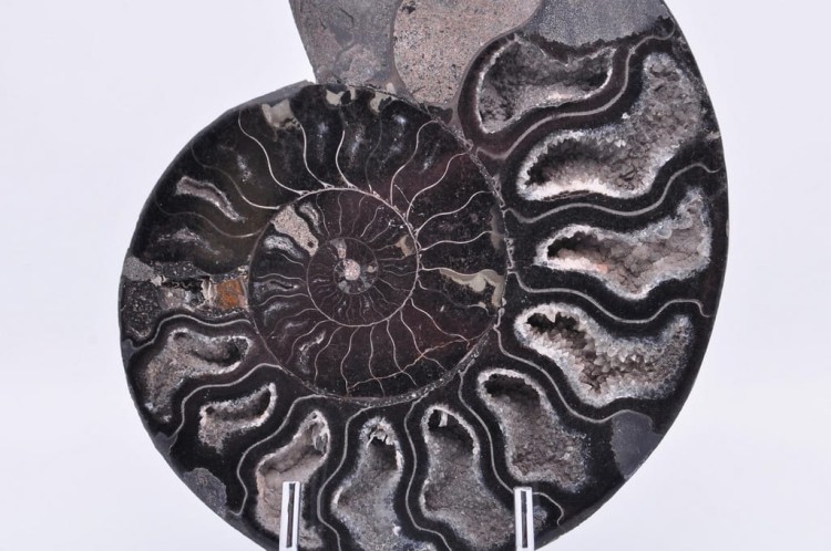 * AMONIT CLEONICERAS RZADKA SKAMIENIAŁOŚĆ CZARNY AMONIT PIĘKNY OKAZ NR 3 *