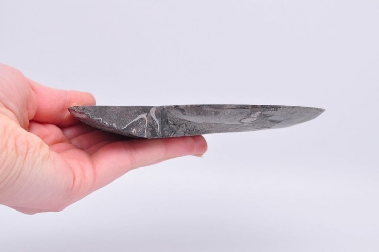 * AMONIT CLEONICERAS RZADKA SKAMIENIAŁOŚĆ CZARNY AMONIT PIĘKNY OKAZ NR 3 *