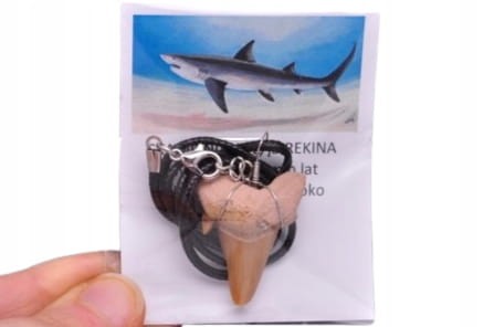 * ZĄB PREHISTORYCZNEGO REKINA MAROKO SKAMIENIAŁOŚĆ ZAWIESZKA NR 5 *