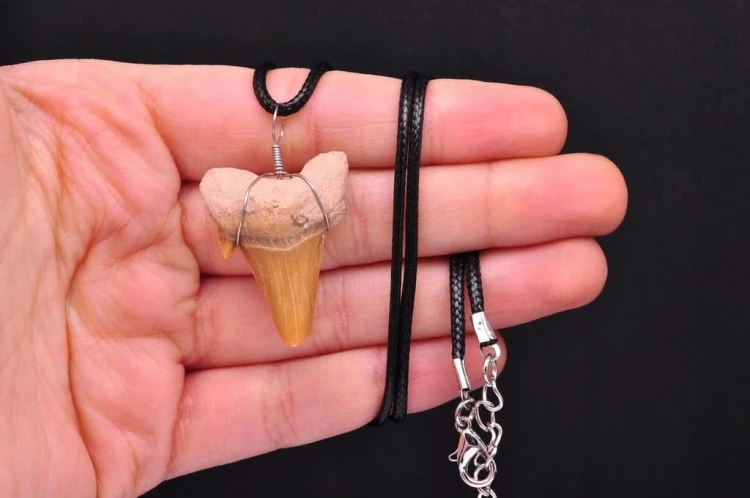 * ZĄB PREHISTORYCZNEGO REKINA MAROKO SKAMIENIAŁOŚĆ ZAWIESZKA NR 5 *