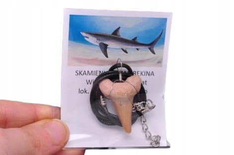 * ZĄB PREHISTORYCZNEGO REKINA MAROKO DOBRZE ZACHOWANY OKAZ ZAWIESZKA NR 4 *