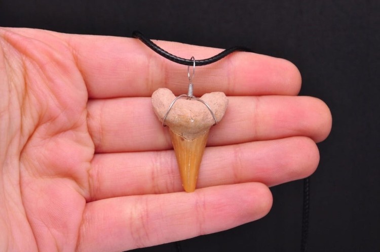 * ZĄB PREHISTORYCZNEGO REKINA MAROKO DOBRZE ZACHOWANY OKAZ ZAWIESZKA NR 4 *