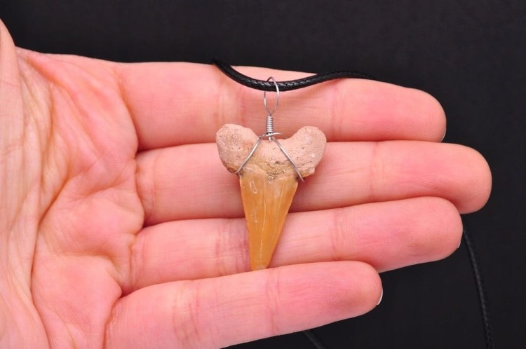 * ZĄB PREHISTORYCZNEGO REKINA MAROKO DOBRZE ZACHOWANY OKAZ ZAWIESZKA NR 4 *