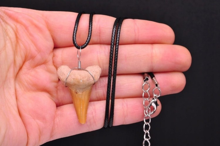 * ZĄB PREHISTORYCZNEGO REKINA MAROKO DOBRZE ZACHOWANY OKAZ ZAWIESZKA NR 4 *