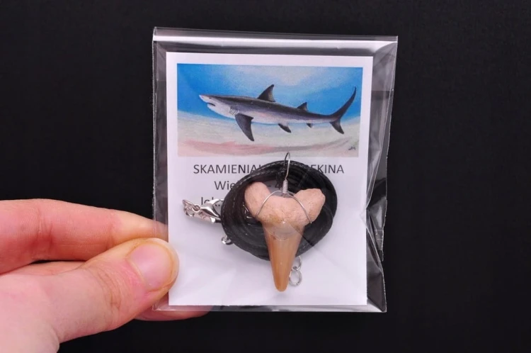 * ZĄB PREHISTORYCZNEGO REKINA MAROKO DOBRZE ZACHOWANY OKAZ ZAWIESZKA NR 4 *