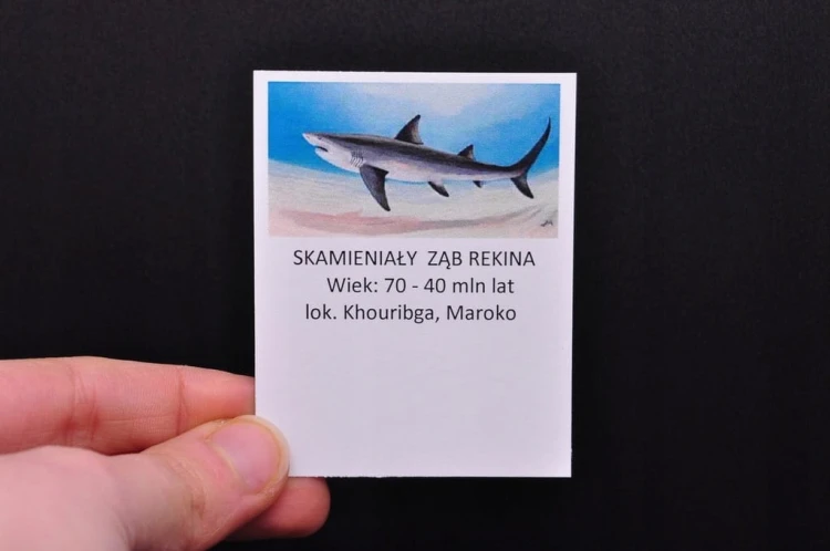 * ZĄB PREHISTORYCZNEGO REKINA MAROKO DOBRZE ZACHOWANY OKAZ ZAWIESZKA NR 4 *