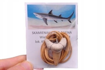 * ZĄB PREHISTORYCZNEGO REKINA ZAWIESZKA NA JASNYM RZEMYKU MAROKO *
