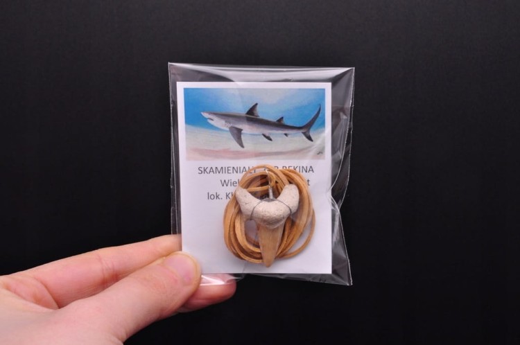 * ZĄB PREHISTORYCZNEGO REKINA ZAWIESZKA NA JASNYM RZEMYKU MAROKO *
