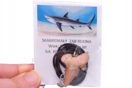 * ZĄB PREHISTORYCZNEGO REKINA MAROKO ZAWIESZKA CIEMNA BARWA NR 9 *