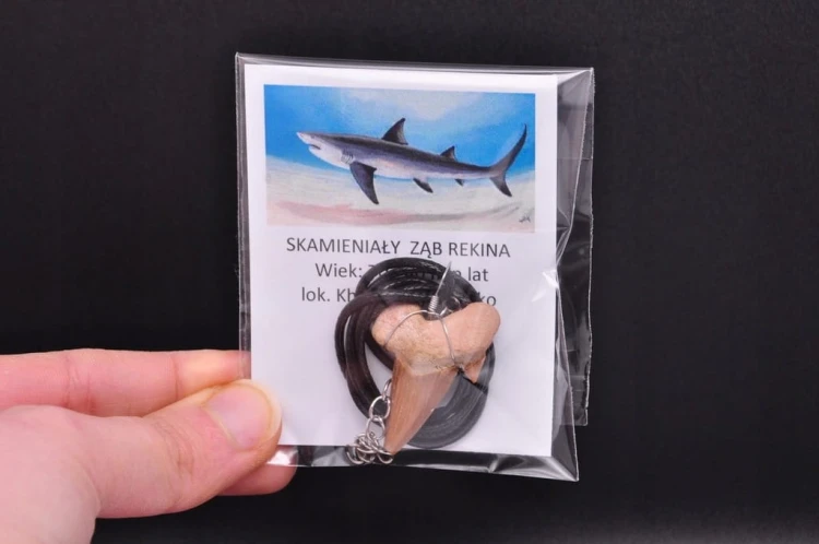 * ZĄB PREHISTORYCZNEGO REKINA MAROKO ZAWIESZKA CIEMNA BARWA NR 9 *