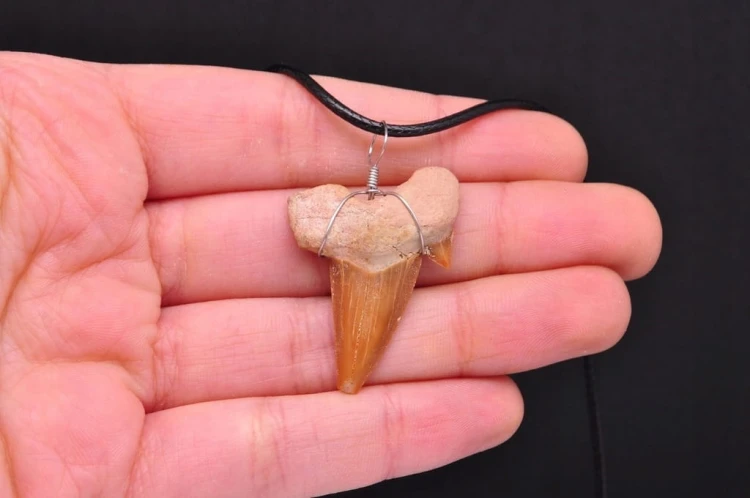 * ZĄB PREHISTORYCZNEGO REKINA MAROKO ZAWIESZKA CIEMNA BARWA NR 9 *