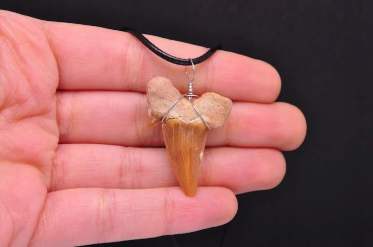* ZĄB PREHISTORYCZNEGO REKINA MAROKO ZAWIESZKA CIEMNA BARWA NR 9 *
