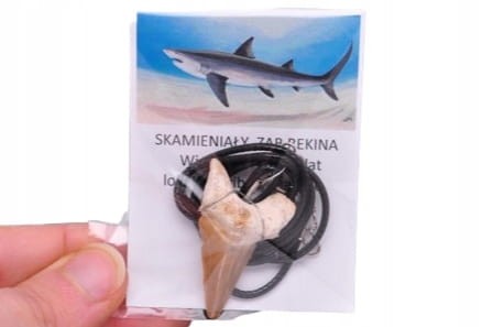 * ZĄB PREHISTORYCZNEGO REKINA MAROKO CIEKAWA ZAWIESZKA NA SZNURKU NR 11 *