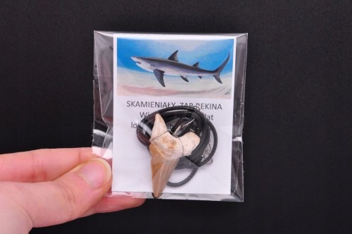 * ZĄB PREHISTORYCZNEGO REKINA MAROKO CIEKAWA ZAWIESZKA NA SZNURKU NR 11 *