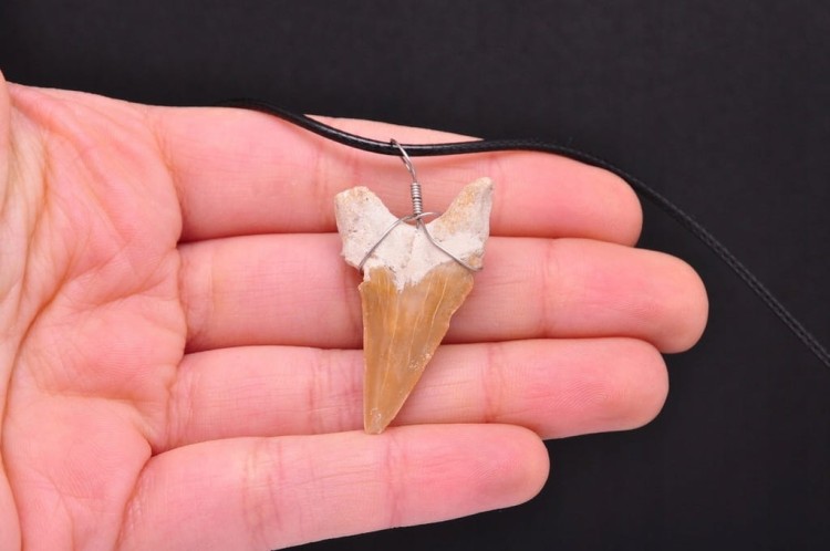 * ZĄB PREHISTORYCZNEGO REKINA MAROKO CIEKAWA ZAWIESZKA NA SZNURKU NR 11 *