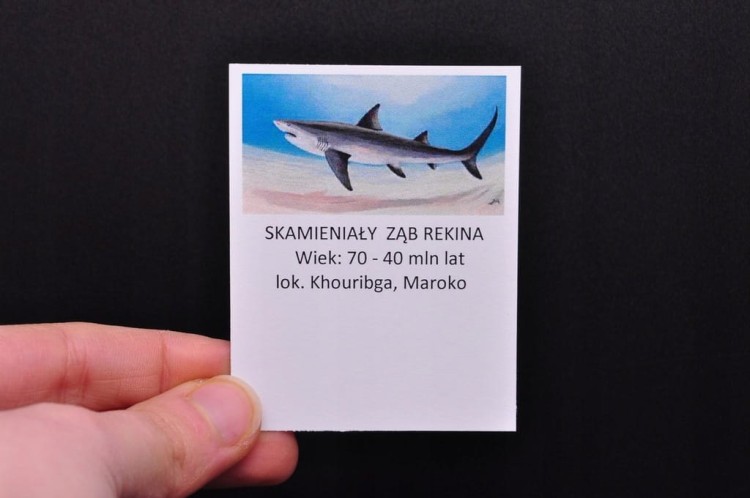 * ZĄB PREHISTORYCZNEGO REKINA MAROKO CIEKAWA ZAWIESZKA NA SZNURKU NR 11 *