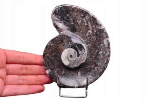 * GONIATYT ELEGANCKA MISECZKA MISKA WYJĄTKOWA SKAMIENIAŁOŚĆ NR 2 *