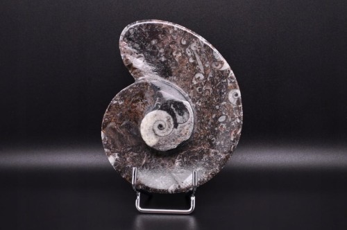 * GONIATYT ELEGANCKA MISECZKA MISKA WYJĄTKOWA SKAMIENIAŁOŚĆ NR 2 *