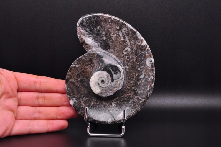 * GONIATYT ELEGANCKA MISECZKA MISKA WYJĄTKOWA SKAMIENIAŁOŚĆ NR 2 *