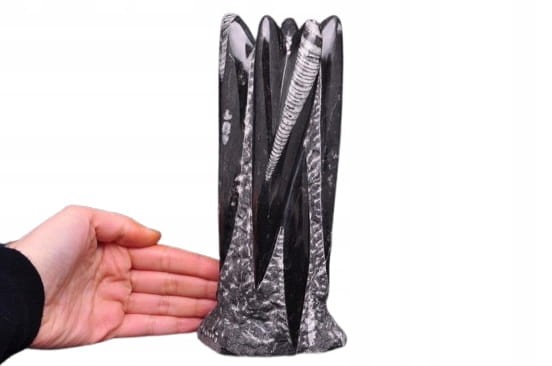 * ORTHOCERAS RZEŹBA INTERESUJĄCY OKAZ DUŻA SKAMIENIAŁOŚĆ 1,3 KG NR 1 *