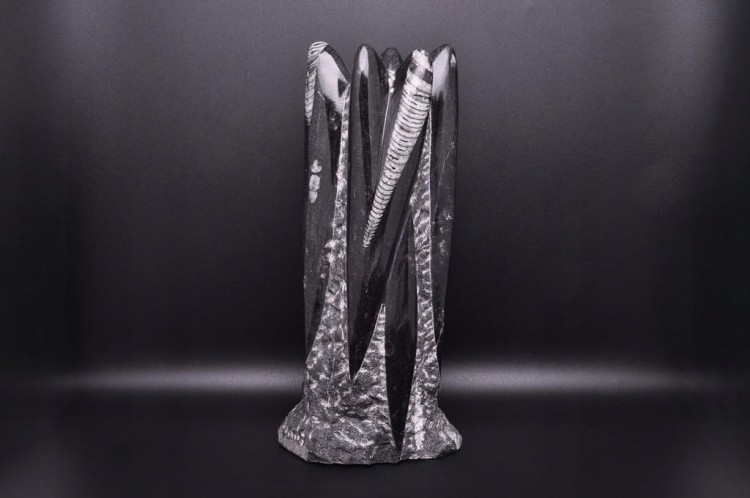 * ORTHOCERAS RZEŹBA INTERESUJĄCY OKAZ DUŻA SKAMIENIAŁOŚĆ 1,3 KG NR 1 *