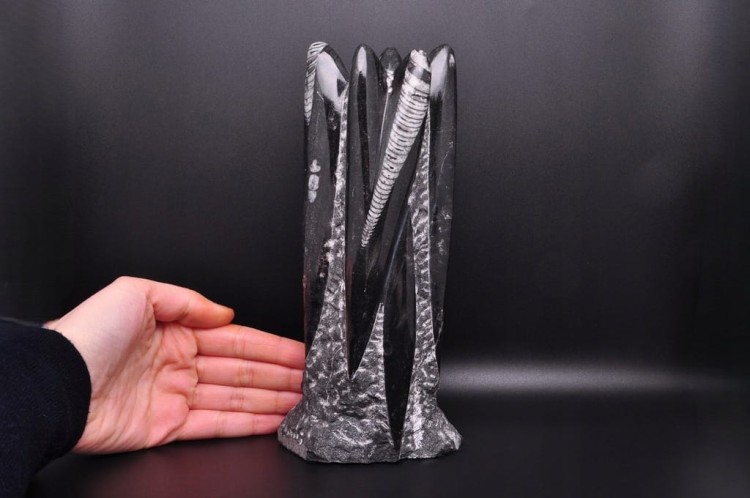 * ORTHOCERAS RZEŹBA INTERESUJĄCY OKAZ DUŻA SKAMIENIAŁOŚĆ 1,3 KG NR 1 *