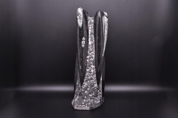 * ORTHOCERAS RZEŹBA INTERESUJĄCY OKAZ DUŻA SKAMIENIAŁOŚĆ 1,3 KG NR 1 *