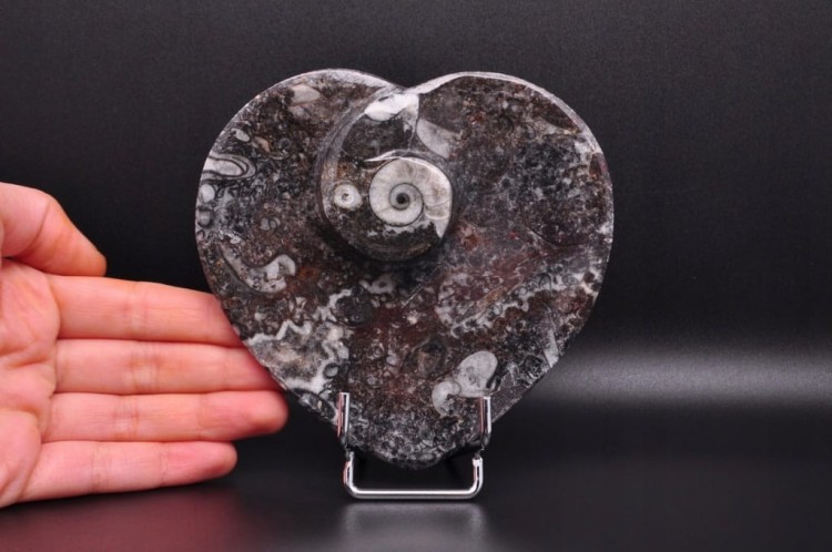 * GONIATYT PIĘKNA MISECZKA MISKA SERCE SKAMIENIAŁOŚĆ NA PREZENT NR 3 *