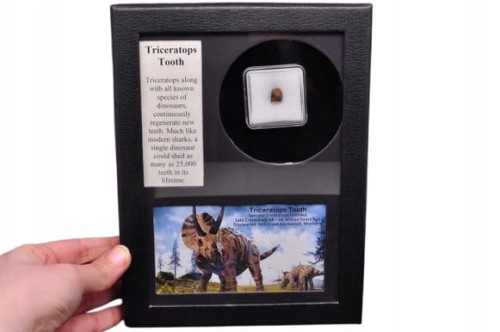 * TRICERATOPS ZĄB DINOZAUR ORYGINALNA SKAMIENIAŁOŚĆ W OZDOBNEJ RAMCE NR 1 *