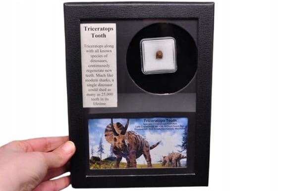 * TRICERATOPS ZĄB DINOZAUR ORYGINALNA SKAMIENIAŁOŚĆ W OZDOBNEJ RAMCE NR 1 *