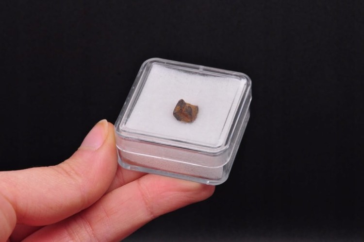 * TRICERATOPS ZĄB DINOZAUR ORYGINALNA SKAMIENIAŁOŚĆ W OZDOBNEJ RAMCE NR 1 *