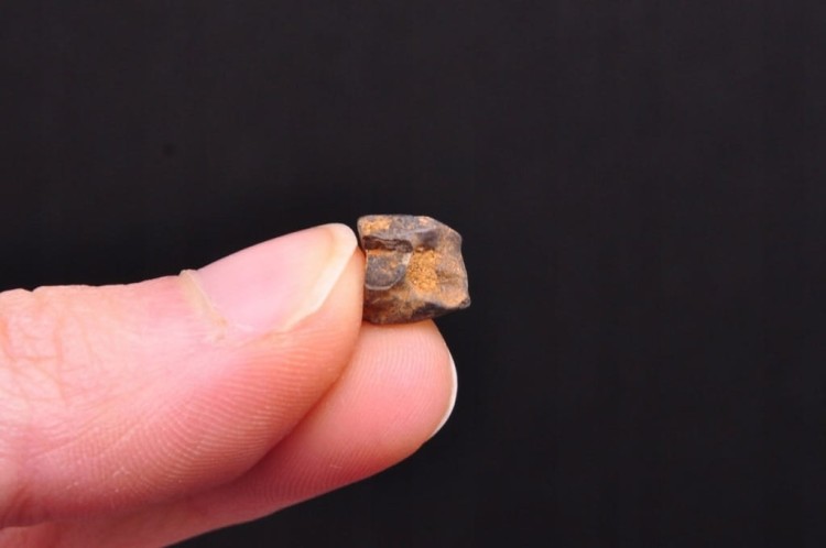 * TRICERATOPS ZĄB DINOZAUR ORYGINALNA SKAMIENIAŁOŚĆ W OZDOBNEJ RAMCE NR 1 *