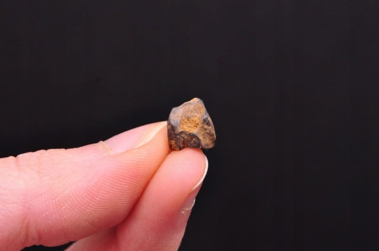 * TRICERATOPS ZĄB DINOZAUR ORYGINALNA SKAMIENIAŁOŚĆ W OZDOBNEJ RAMCE NR 1 *