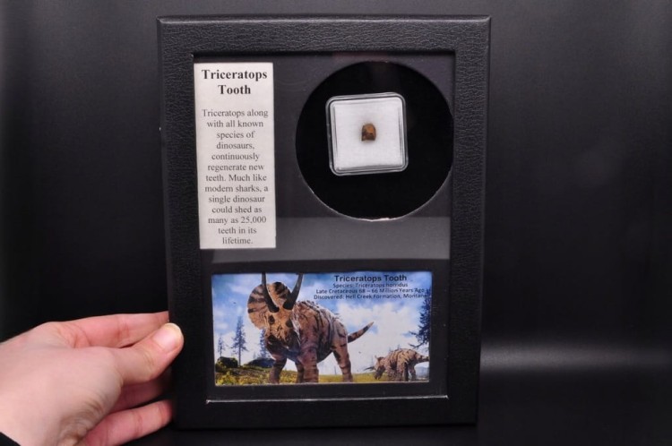 * TRICERATOPS ZĄB DINOZAUR ORYGINALNA SKAMIENIAŁOŚĆ W OZDOBNEJ RAMCE NR 1 *