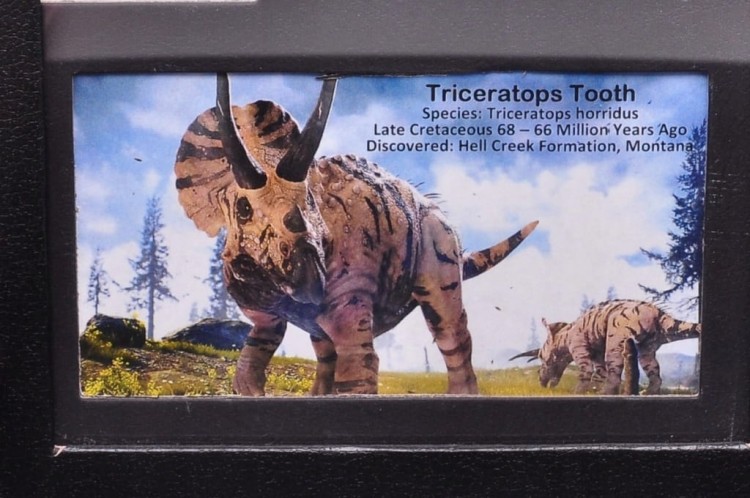 * TRICERATOPS ZĄB DINOZAUR ORYGINALNA SKAMIENIAŁOŚĆ W OZDOBNEJ RAMCE NR 1 *