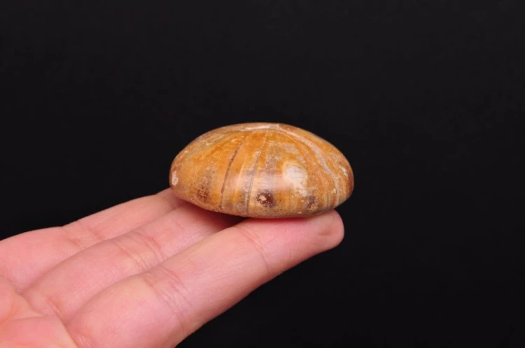 * JEŻOWIEC PYGURUS MARMONTI NATURALNY W PUDEŁKU BARDZO DOBRA JAKOŚĆ NR 5 *