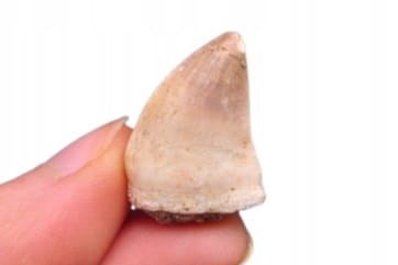 * SKAMIENIAŁY ZĄB MOZAZAUR MOSASAUR ŚWIETNY OKAZ DLA KOLEKCJONERA NR 10 *