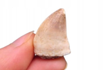* SKAMIENIAŁY ZĄB MOZAZAUR MOSASAUR ŚWIETNY OKAZ DLA KOLEKCJONERA NR 10 *