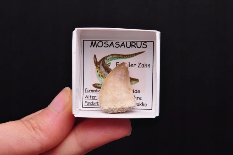 * SKAMIENIAŁY ZĄB MOZAZAUR MOSASAUR ŚWIETNY OKAZ DLA KOLEKCJONERA NR 10 *