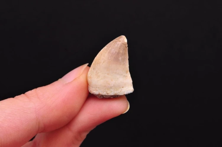 * SKAMIENIAŁY ZĄB MOZAZAUR MOSASAUR ŚWIETNY OKAZ DLA KOLEKCJONERA NR 10 *