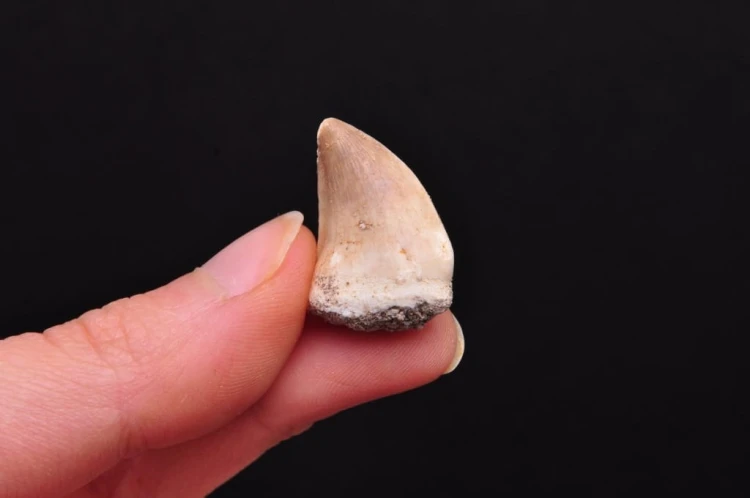 * SKAMIENIAŁY ZĄB MOZAZAUR MOSASAUR ŚWIETNY OKAZ DLA KOLEKCJONERA NR 10 *