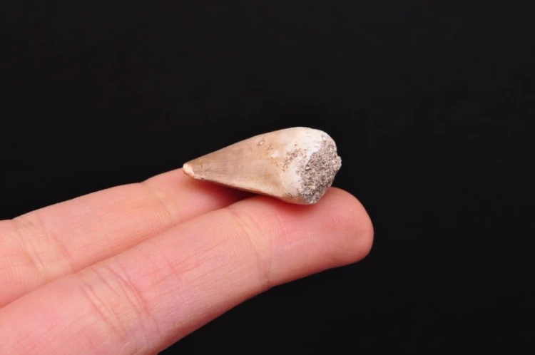 * SKAMIENIAŁY ZĄB MOZAZAUR MOSASAUR ŚWIETNY OKAZ DLA KOLEKCJONERA NR 10 *