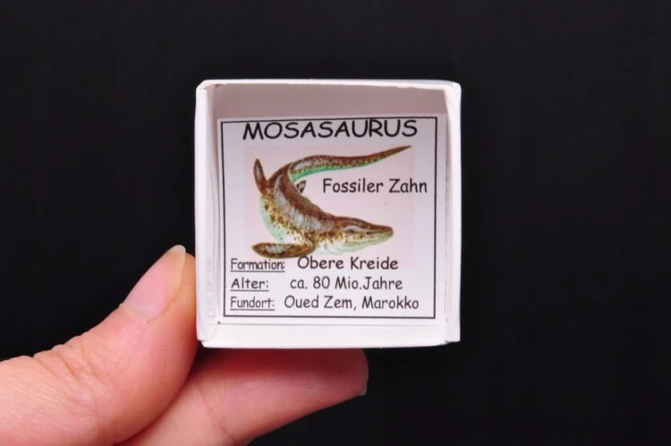 * SKAMIENIAŁY ZĄB MOZAZAUR MOSASAUR ŚWIETNY OKAZ DLA KOLEKCJONERA NR 10 *
