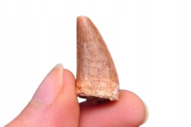 * SKAMIENIAŁY ZĄB MOZAZAUR MOSASAUR CIEKAWY OKAZ DOBRZE ZACHOWANY NR 3 *