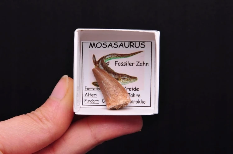 * SKAMIENIAŁY ZĄB MOZAZAUR MOSASAUR CIEKAWY OKAZ DOBRZE ZACHOWANY NR 3 *